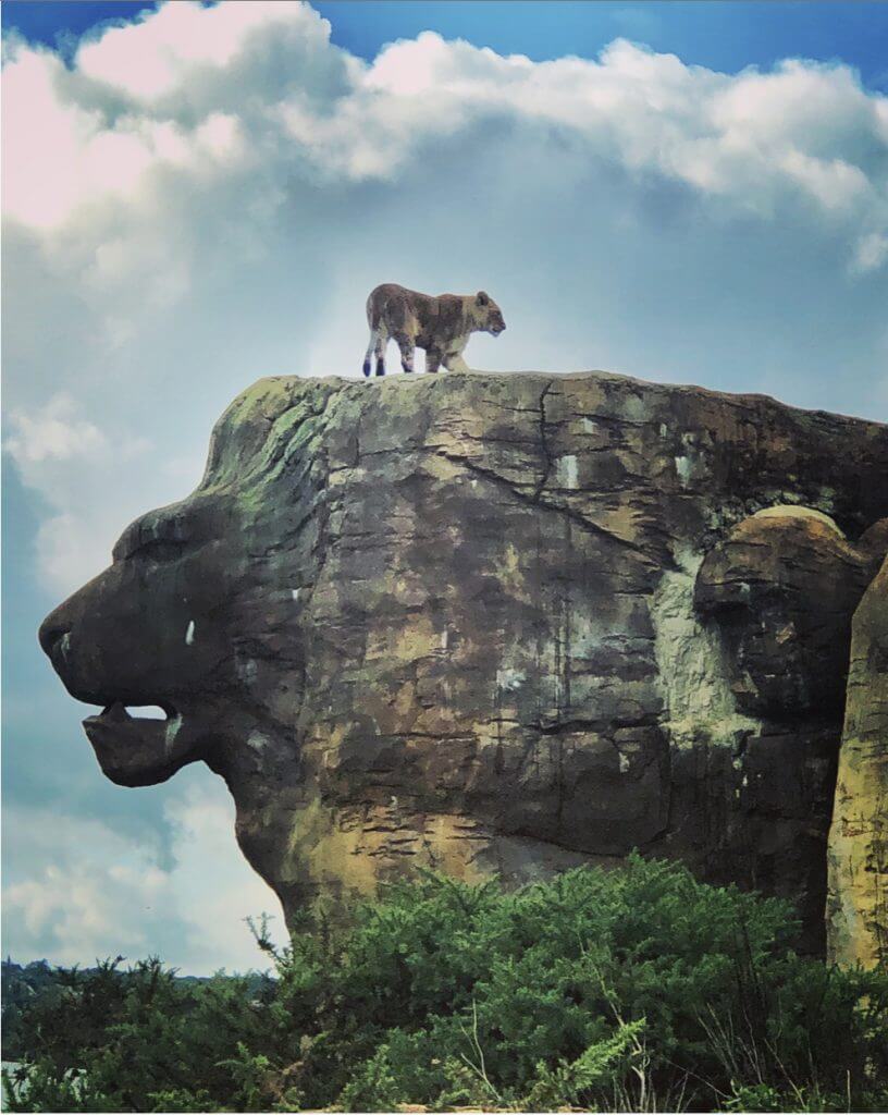 Lion On Rock