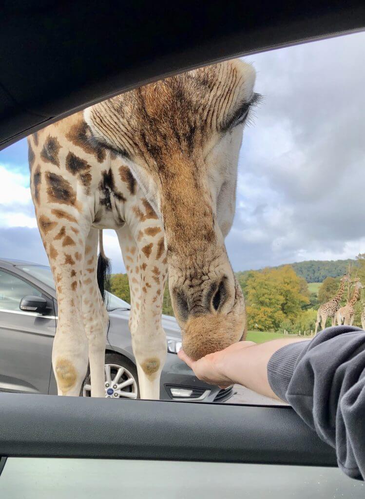 Giraffe feeding was our favourite part of visiting West Midlands Safari Park