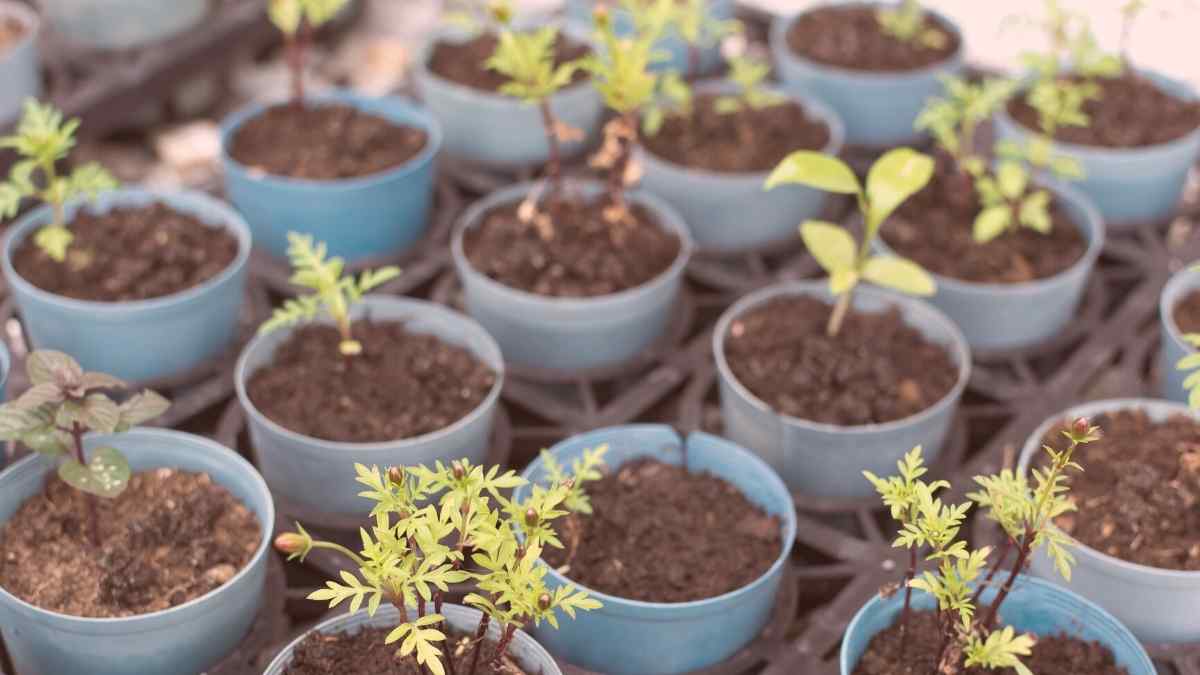 5 of the Best Children's Seed Growing Kits