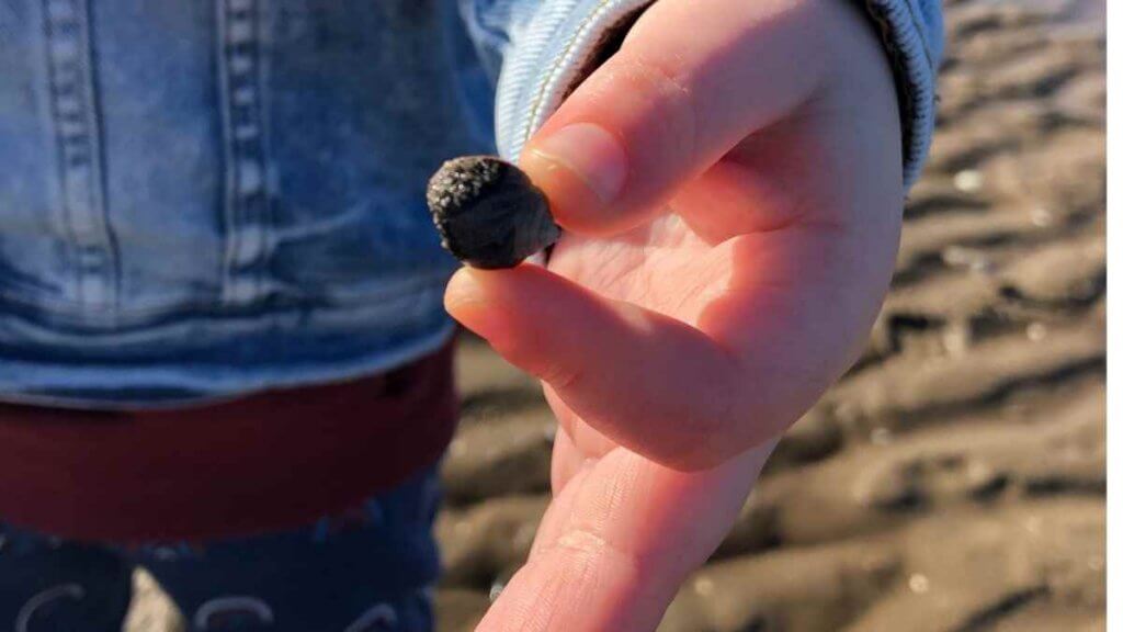 Beach School Collecting Snails