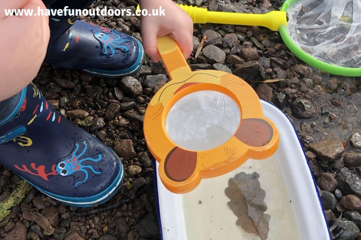 A Guide To Pond Dipping, All You Need To Know About Pond Dipping