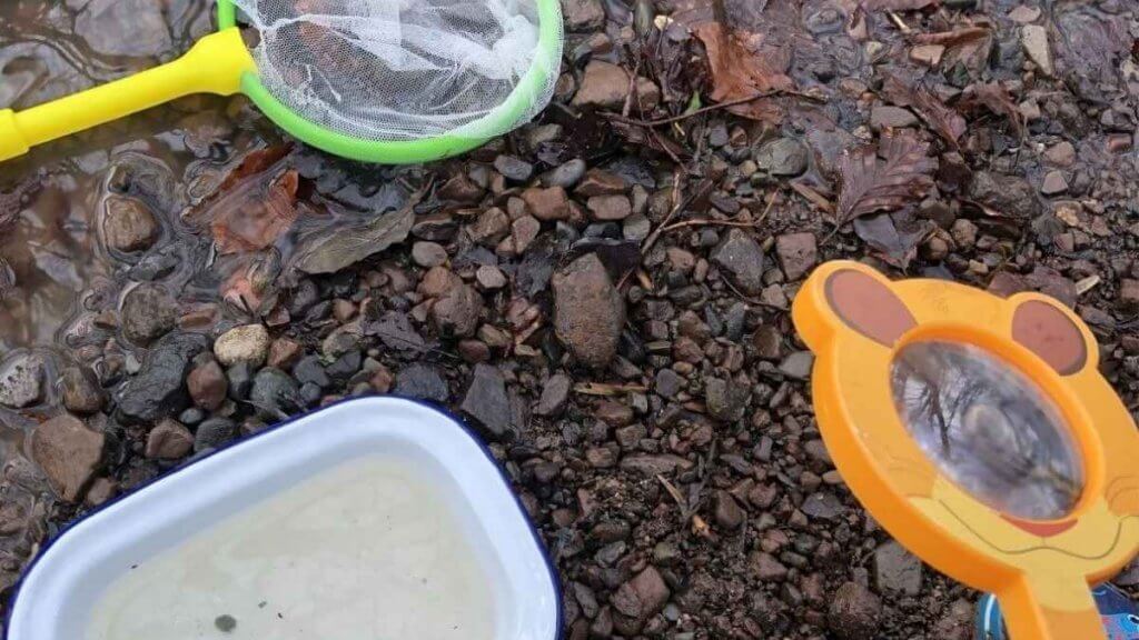 A Guide To Pond Dipping, All You Need To Know About Pond Dipping