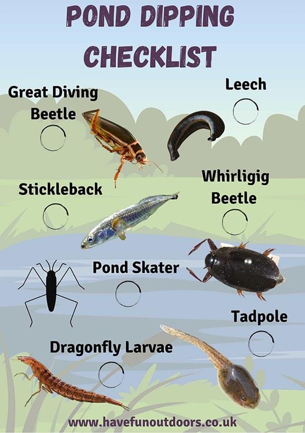 A Guide To Pond Dipping, All You Need To Know About Pond Dipping