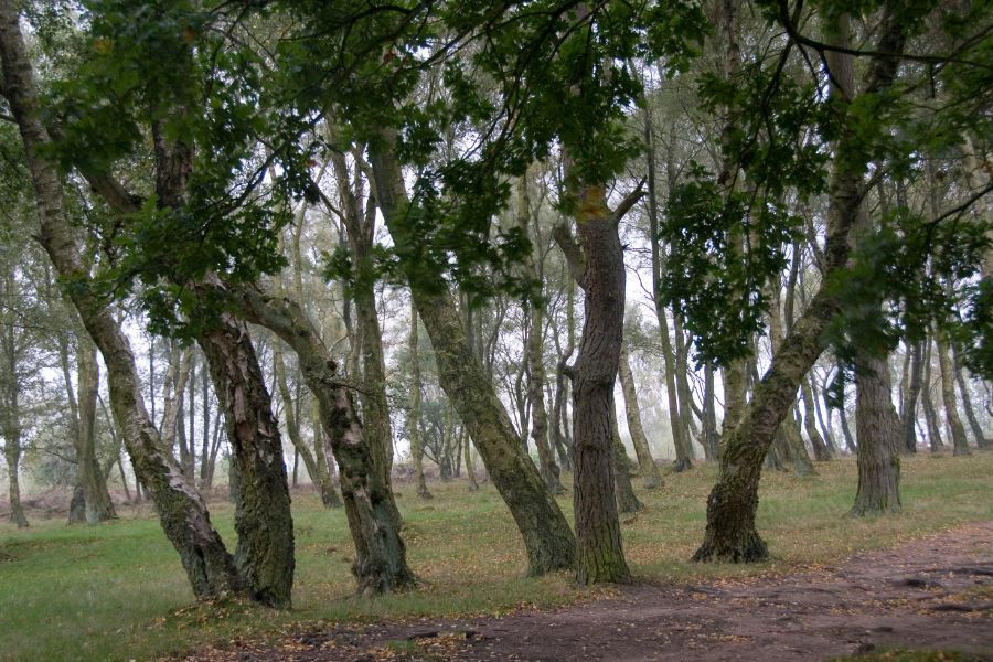 Stanton Moor. Stanton Moor.