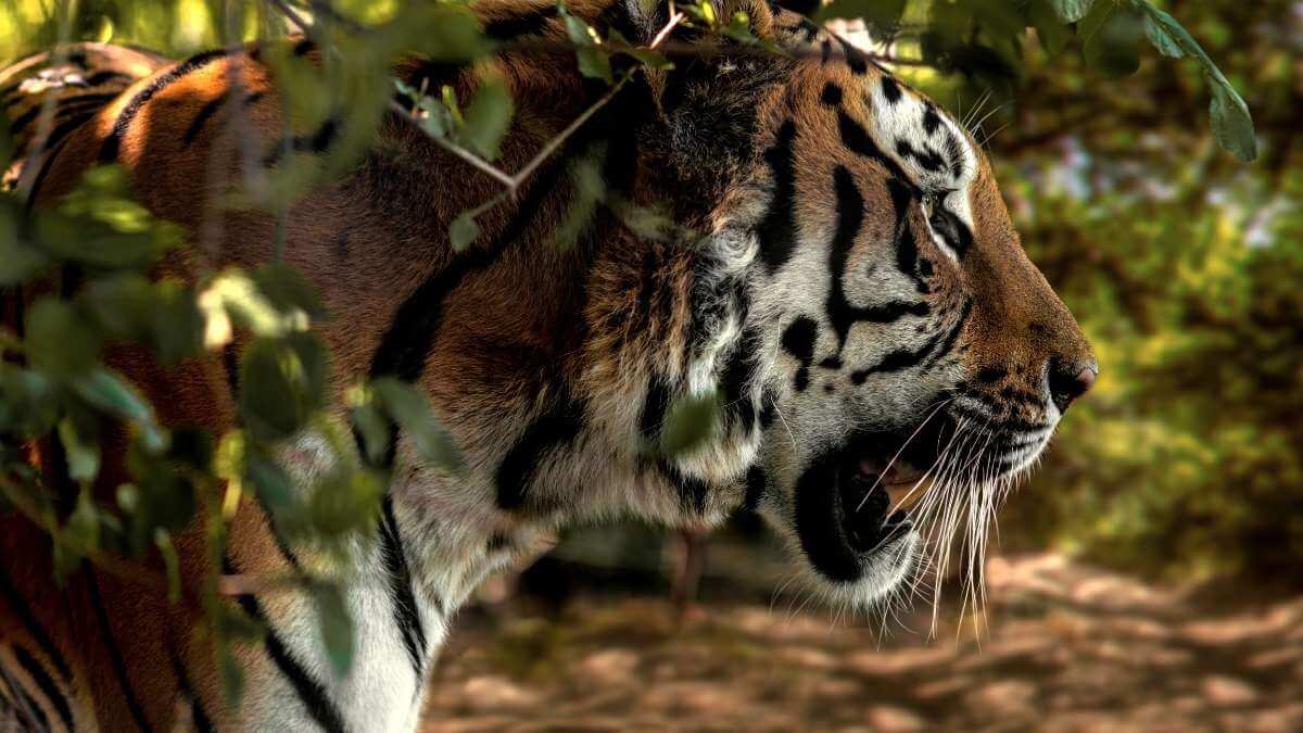 Conservation Siberian Tiger
