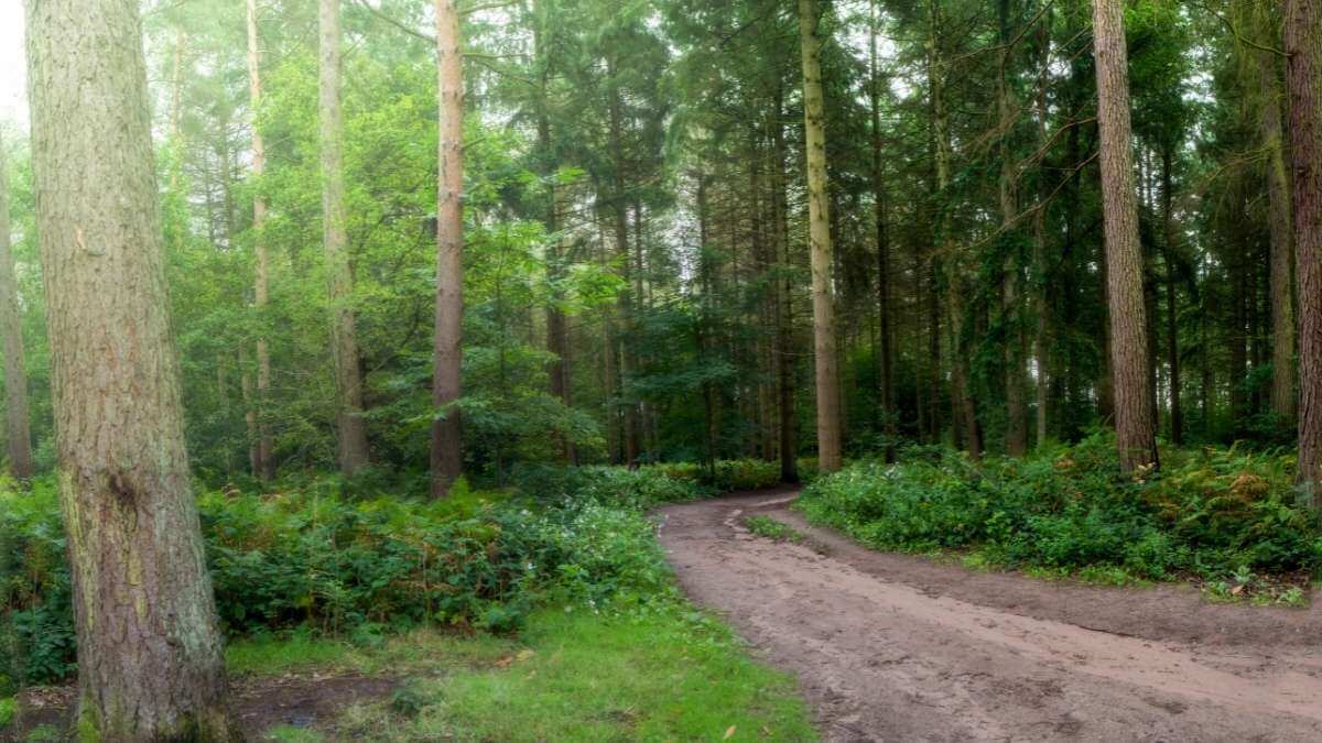 Home Farm Woodland Trail, Walks in Alton, Hampshire