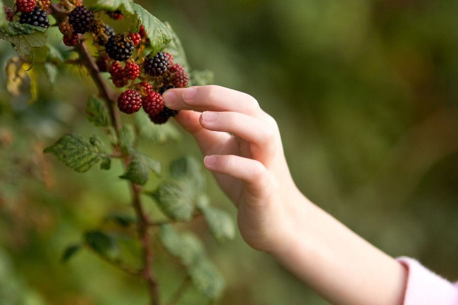 Blackberry picking with kids. Blackberry picking with kids.