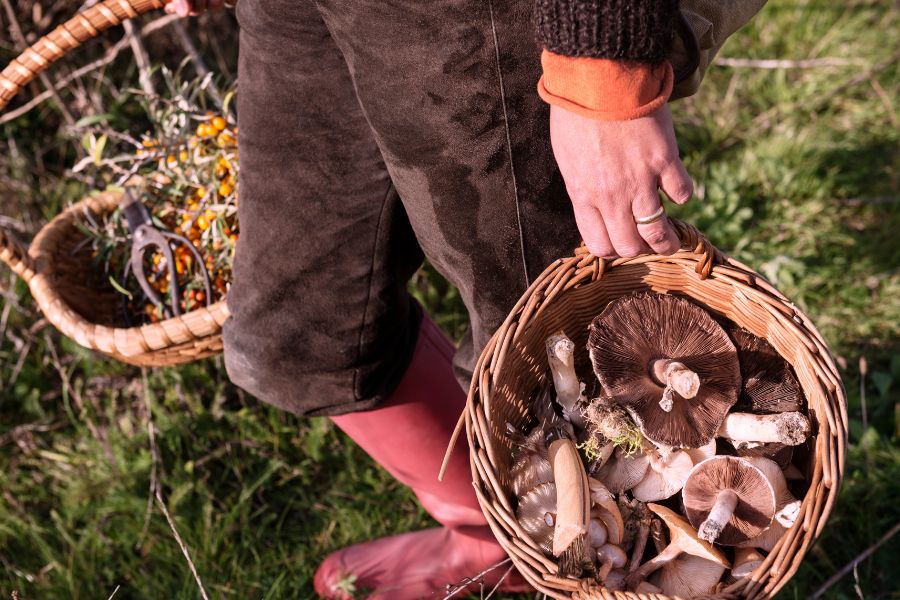 Foraging for beginners. Foraging for beginners.