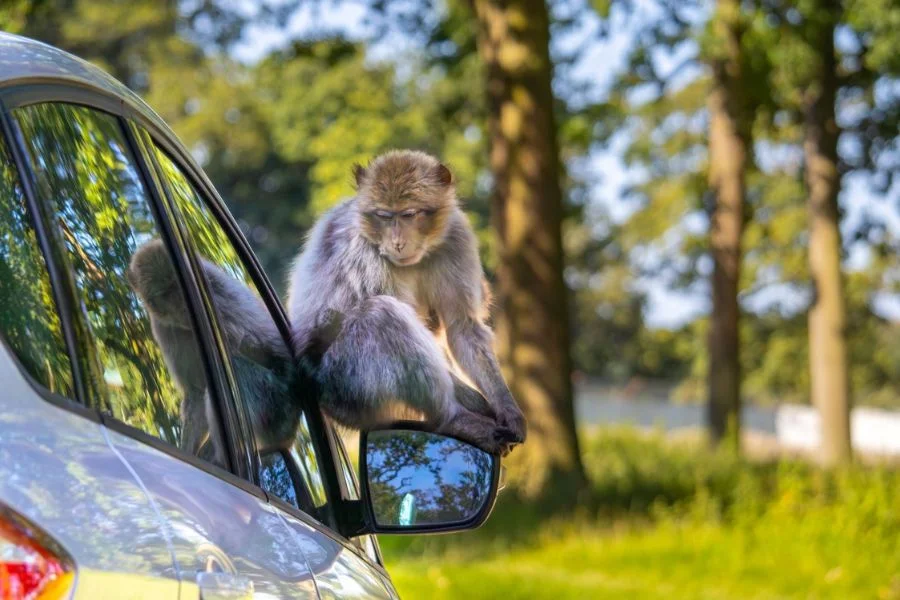 Monkey On Car Woburn.
