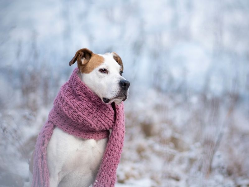 Dog in a winter scarf