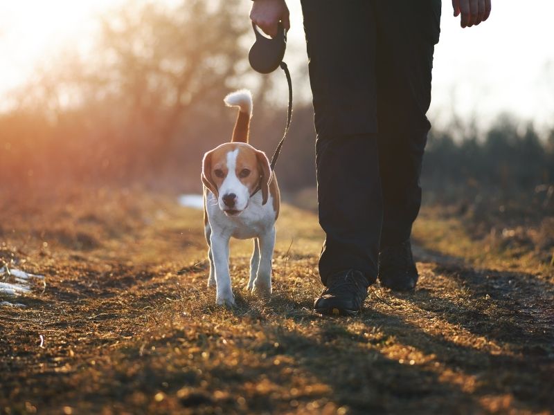 Beagle on a winter dog walk